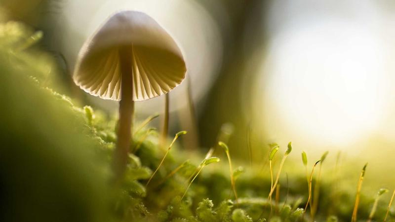 黑料百科 - 黑料每日深度报道